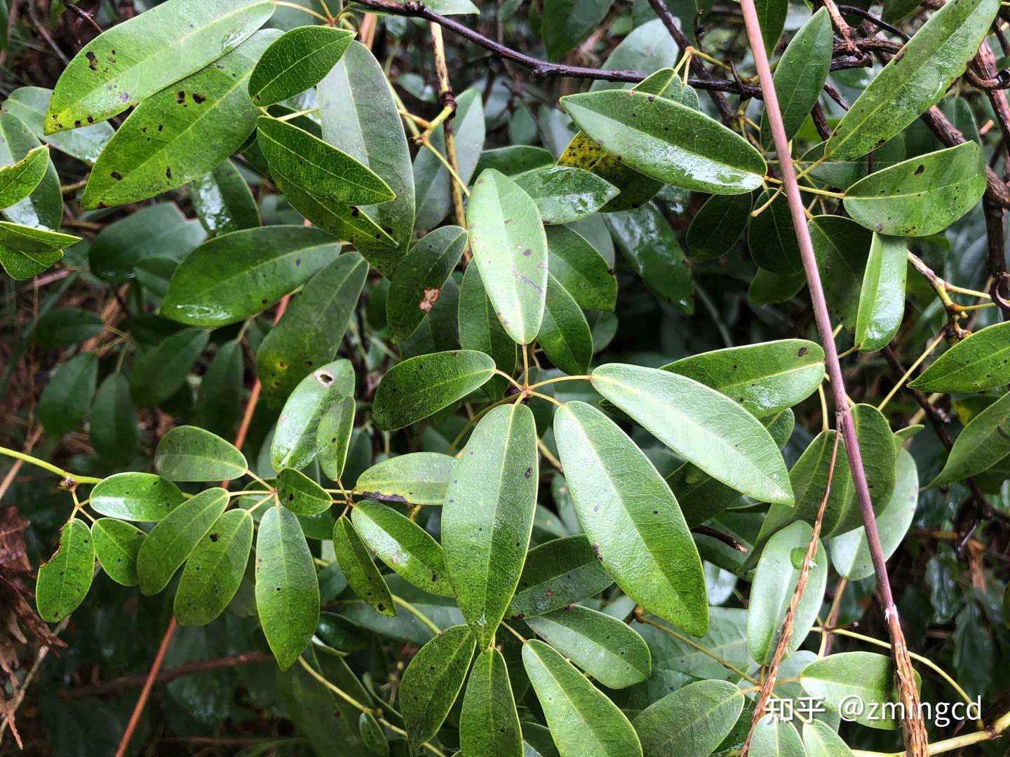 五片叶子的植物都有哪些? - 知乎