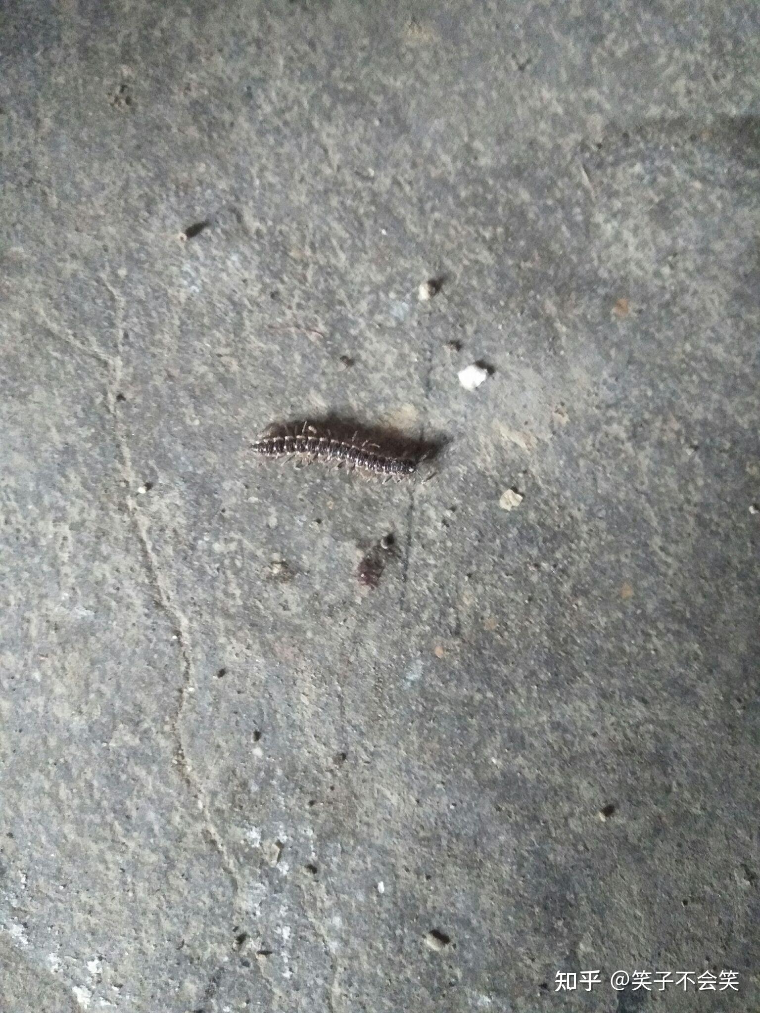 经常在潮湿的地方雨天出现的虫子是什么虫