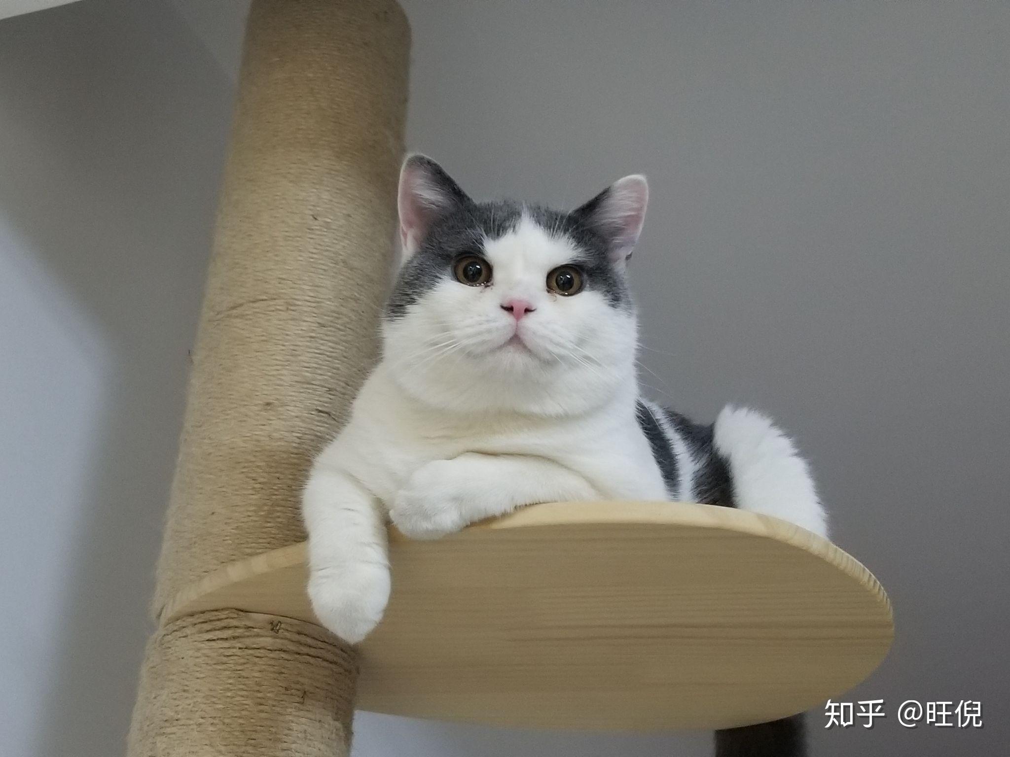 小猫怎么做饭 v2-7e3ed76cf871e6f5dc5856aa12c813f4_r.jpg