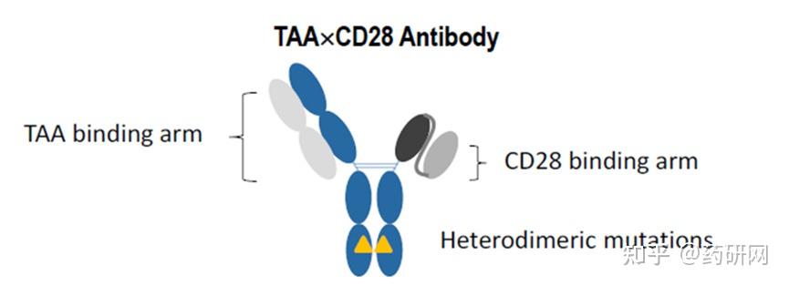 靶点梳理丨CD28卷土重来 - 知乎