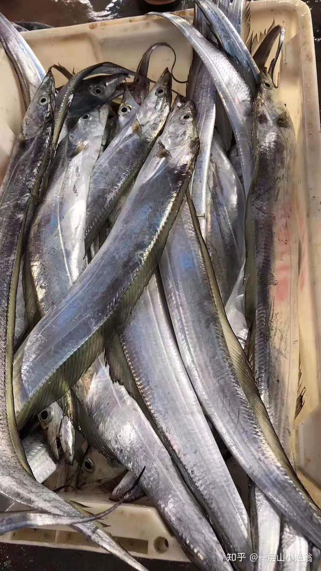 一层山生态吃一次就会爱上的东山岛本港黑眼带鱼