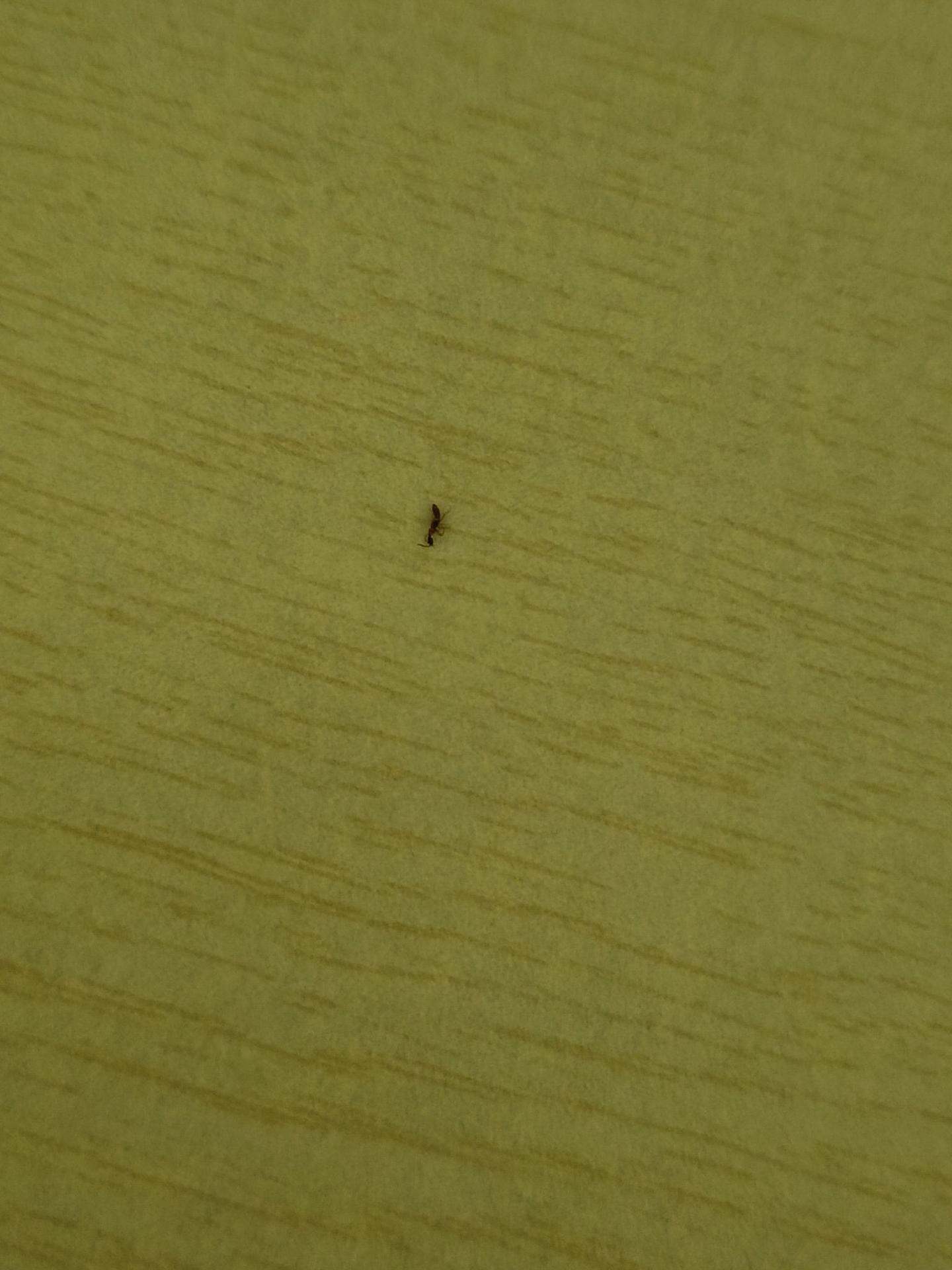 求问：红色细长像蚂蚁带翅膀，这是什么虫子？ - 知乎