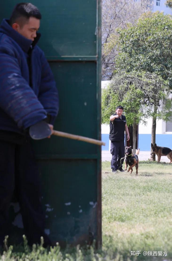 这也让训犬员趏鹏程颇为自豪一口气跑完所有障碍却当仁不让虽已8岁