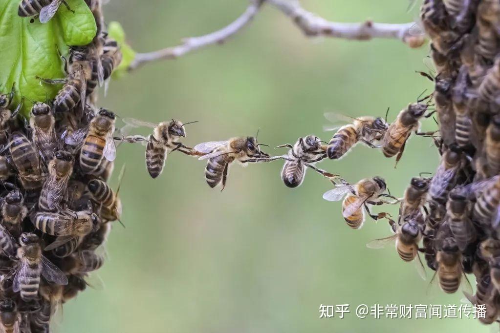 蜜蜂是超个体的蜂群她挑战了达尔文的观点