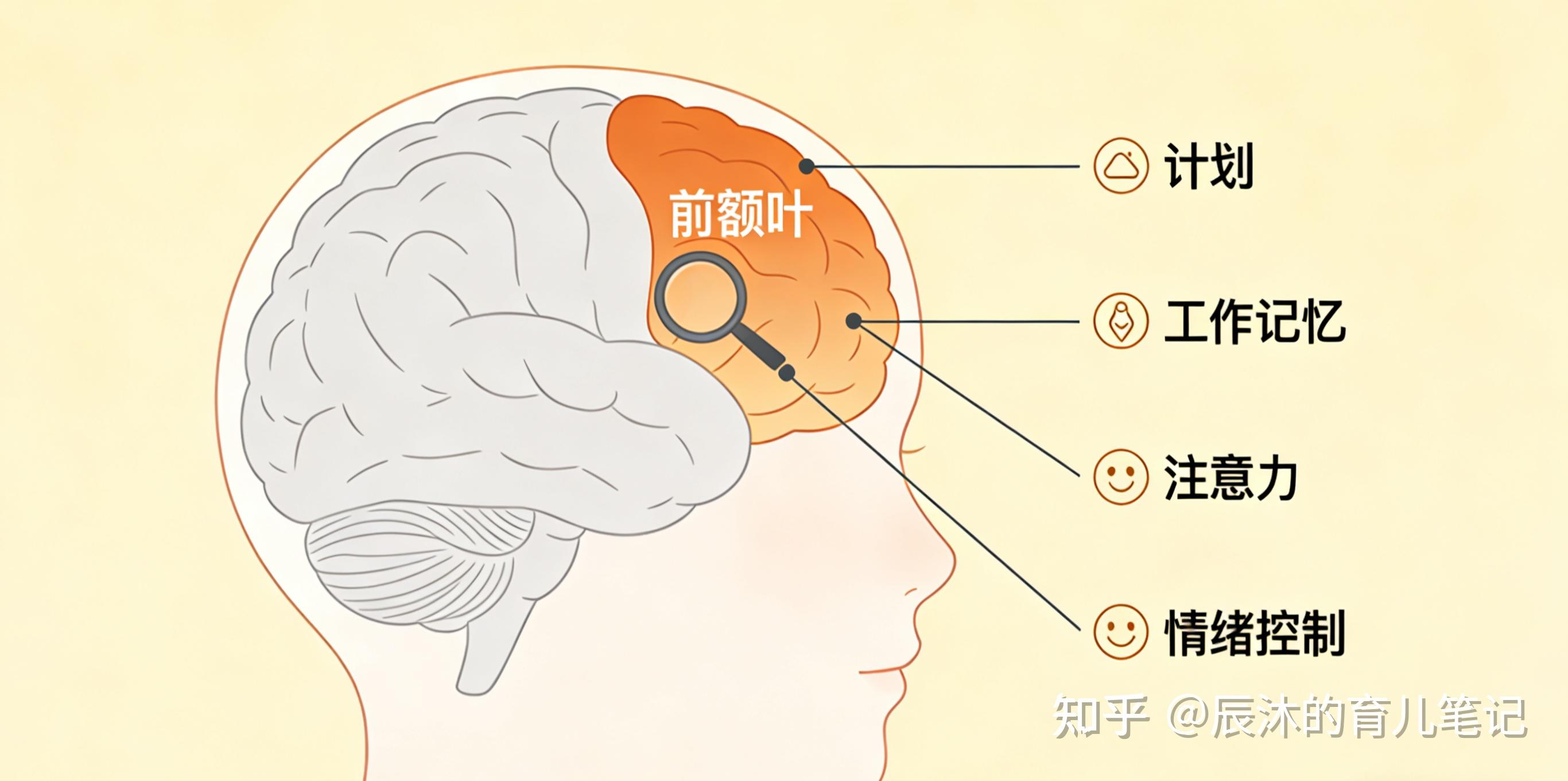 如何练出发达的前额叶？孩子专注力、情绪、自控力的真相 - 知乎