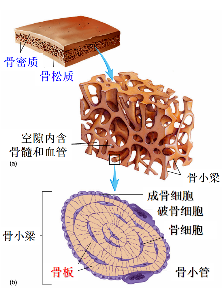 按形态分类长骨,扁骨,短骨,不规则骨长骨两端膨大的部位称为骨骺,中间