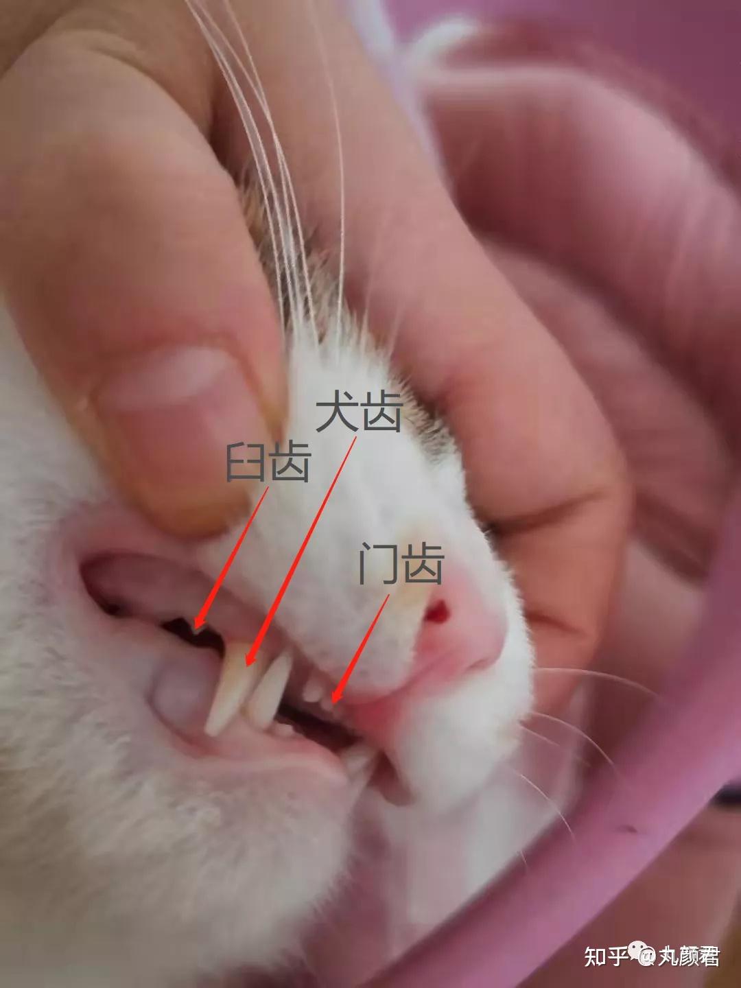 猫有多少颗牙? - 知乎
