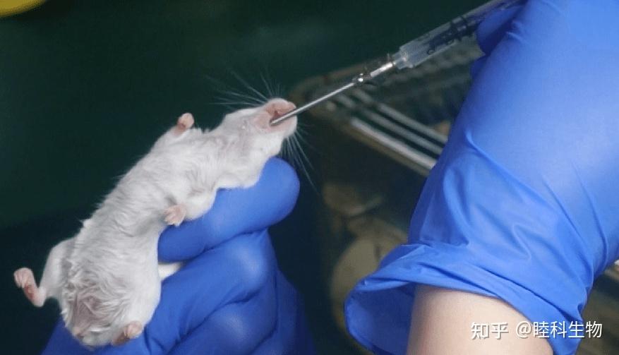 睦科生物实操视频+图文 | 实验大、小鼠灌胃给药过程和操作细节 - 知乎