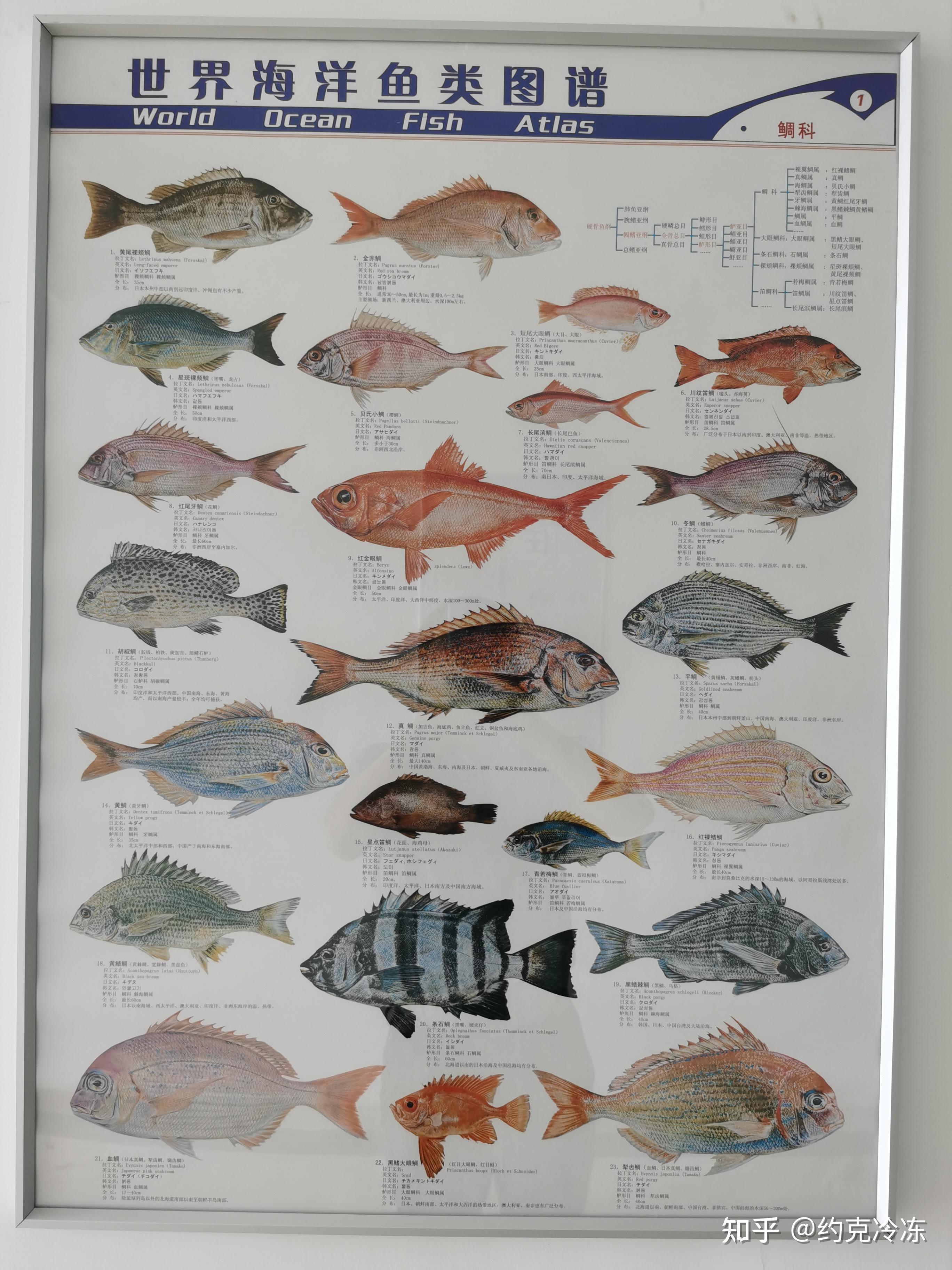 冻鱼新模式:二氧化碳制冷速冻系统