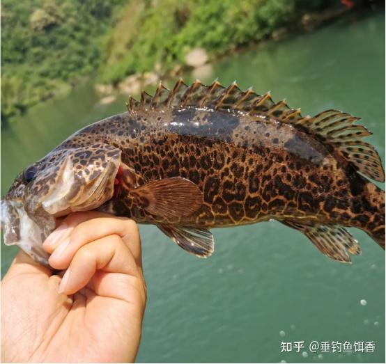 湖北钓友山间溪流一次钓获数十条斑鳜,价值千元,他何以钓这么多 - 知乎