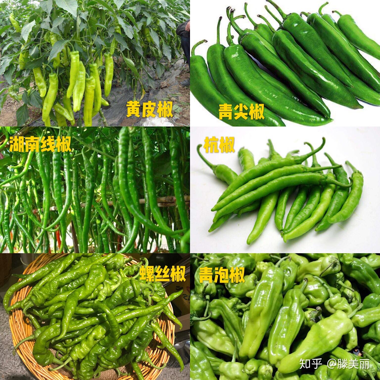 本地青椒,指产于深圳周边城镇的本地蔬菜(广州地区也是有种植辣椒),以