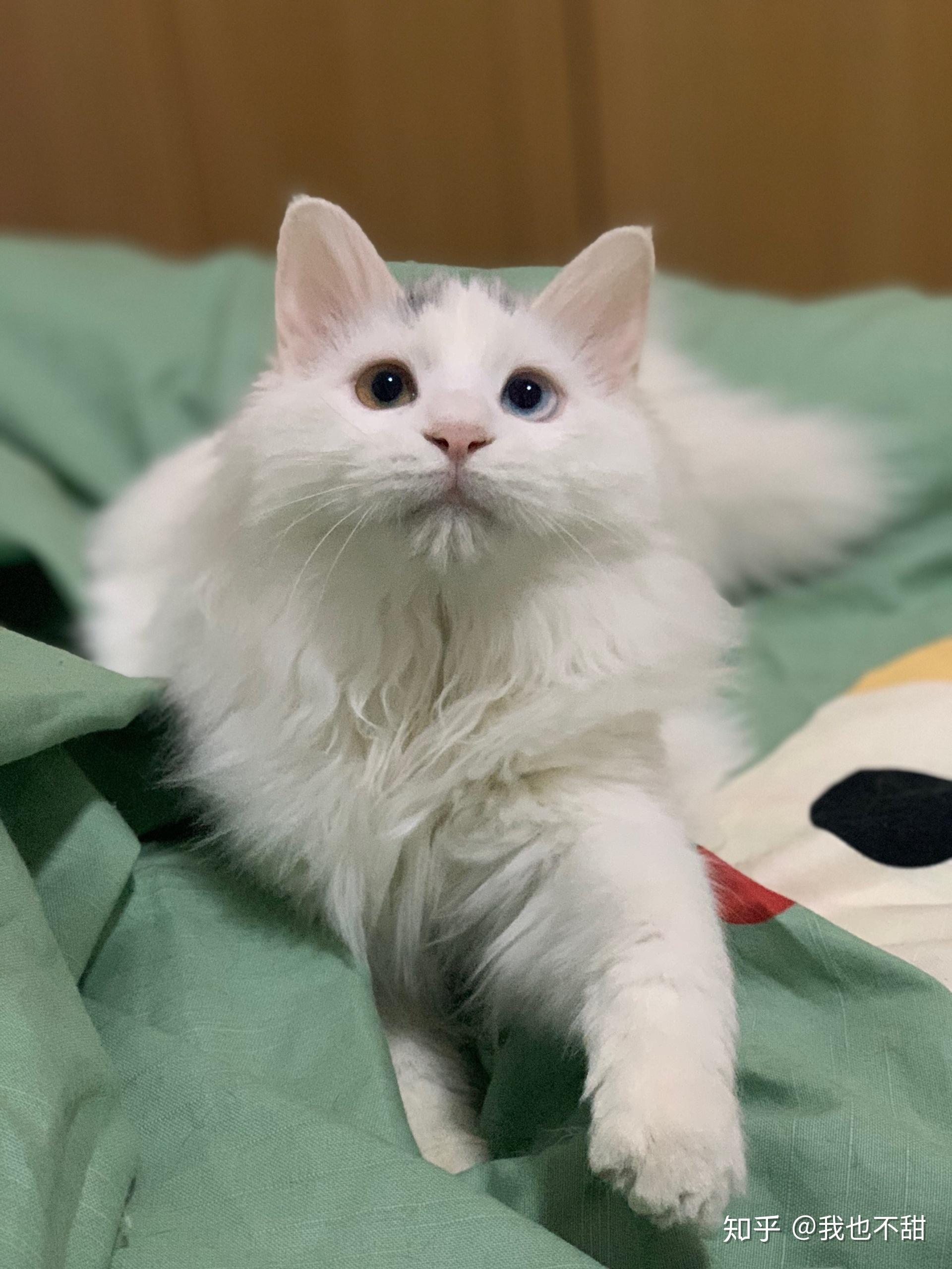 山东狮子猫多少钱能买到?