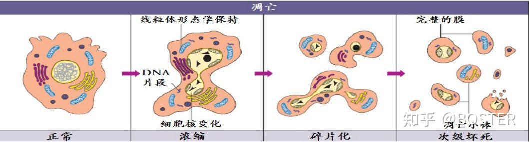 Annexin V-FITC/PI细胞凋亡实验方法 - 知乎