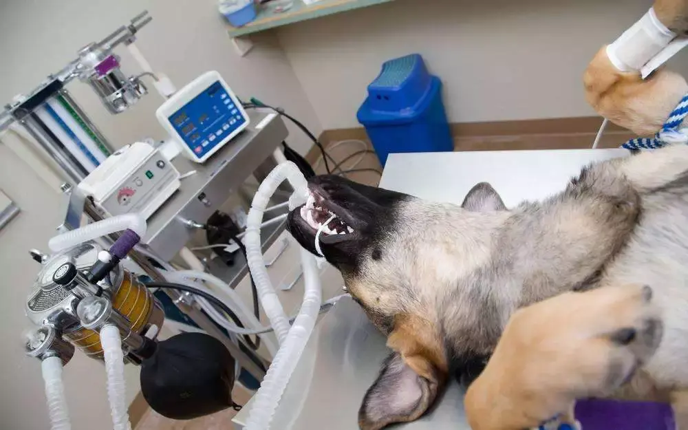 狗狗麻醉针有没有皮试,难道只能听天由命? - 知乎