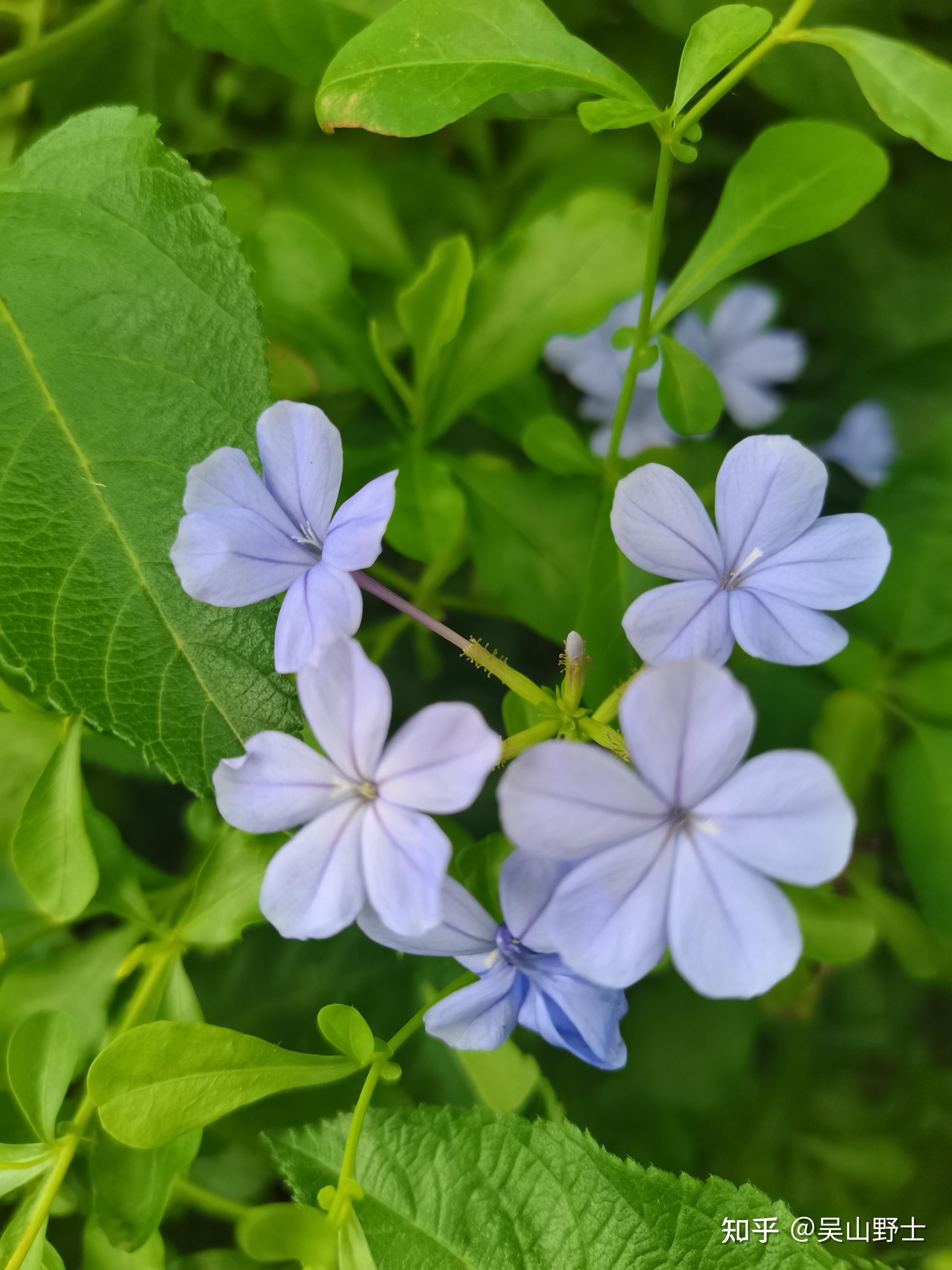 七绝蓝花丹平水韵