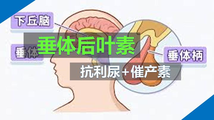 垂体后叶素的作用与应用;垂体后叶素使用指南;单一名称药物其实是两种激素的混合物;抗利尿激素和催产素 - 知乎