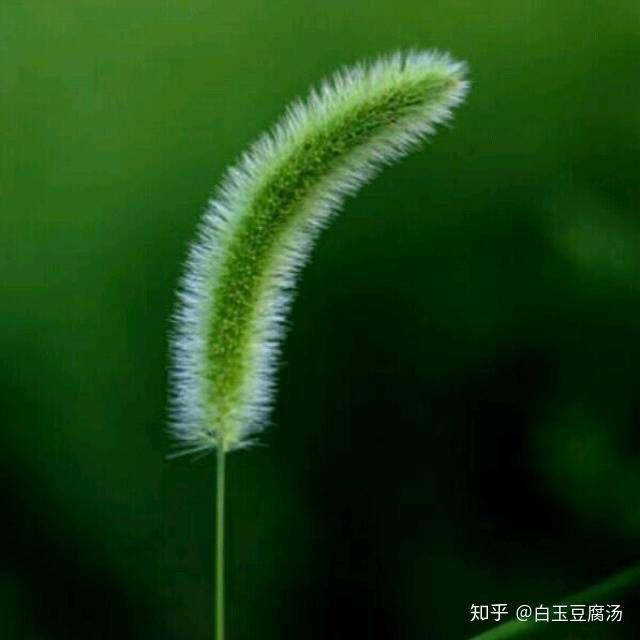 有哪些极简主义的头像?