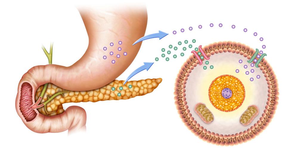 胰岛素是哪里出来的 v2-7e7ebe0491d573a2620e3ca2d512d282_1440w.jpg?source=172ae18b