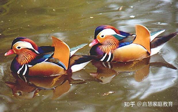 #上联:一湖芦苇藏群鹜,求下联# - 知乎