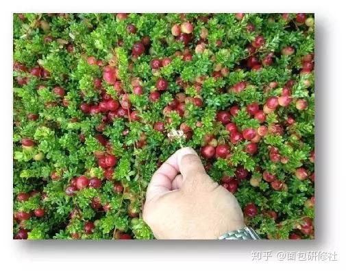 蔓越莓在烘焙中能有哪些应用 知乎