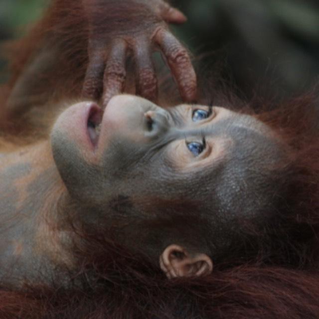 既然人类是由猿进化而来，那为什么世界上还会有猿？剩下那些为什么不进化了？