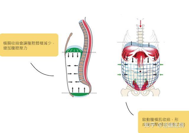 橫膈膜收縮時,肋骨端橫膈(zoa)的收縮會擴張下段胸廓以及腹壁,橫膈膜