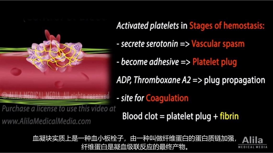 3D演示止血过程:血小板栓子的形成,凝血级联反应的激活途径 - 知乎