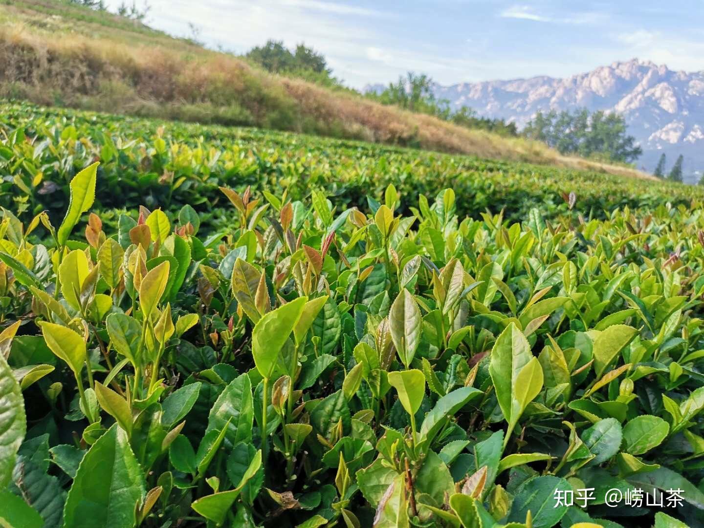 崂山茶青岛特青岛特产