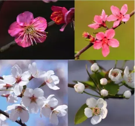 赏花季 还把梅花当桃花拍 为何古人从不画错春天的花 知乎