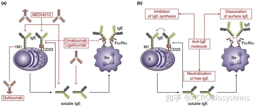 【Nature洞见】IgE介导的FcεRI活化，过敏性疾病的关键机制 - 知乎