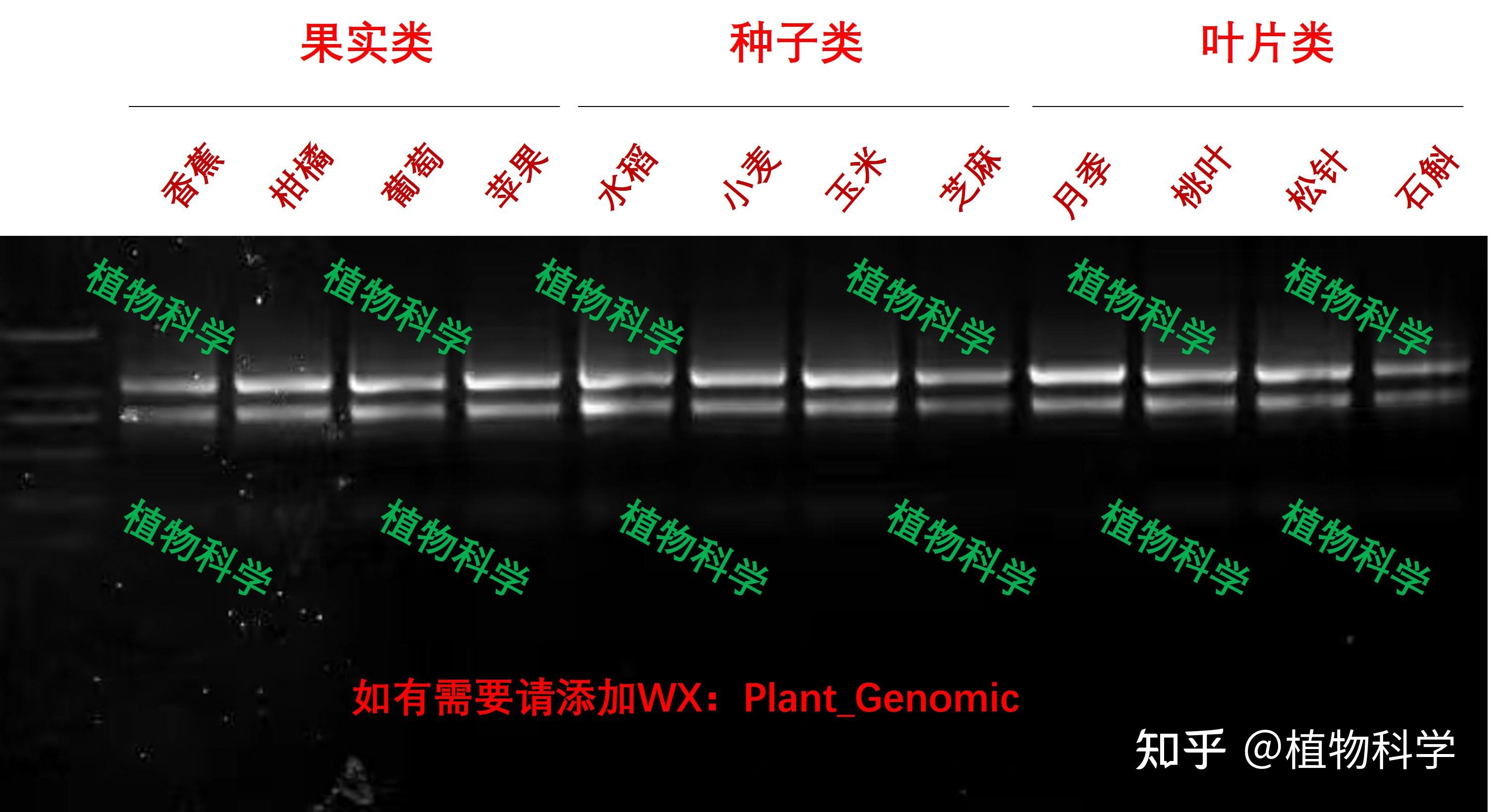 RNA跑胶图判断为降解？还是？ - 知乎