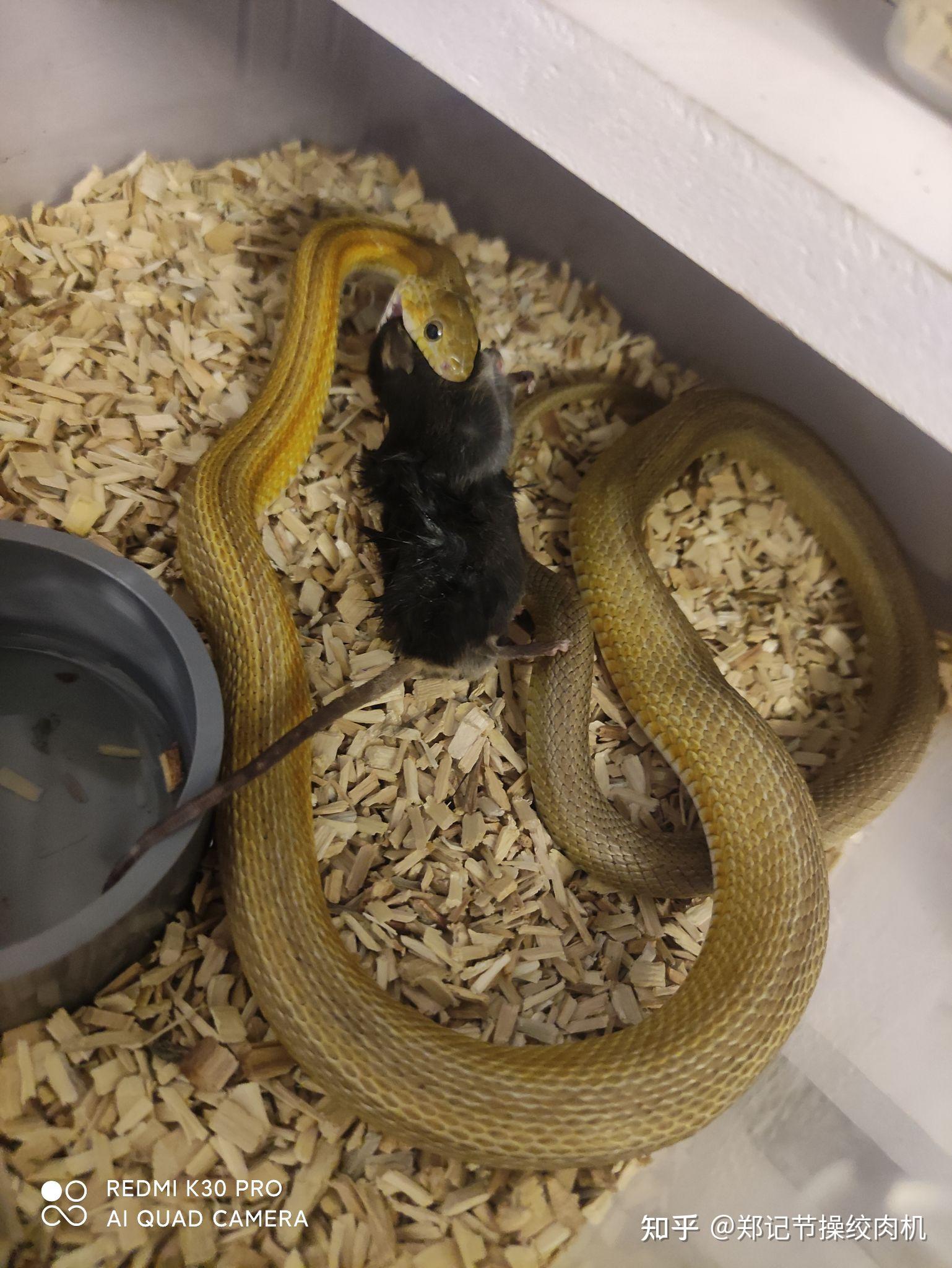 养蛇当宠物每月开销大概多少?