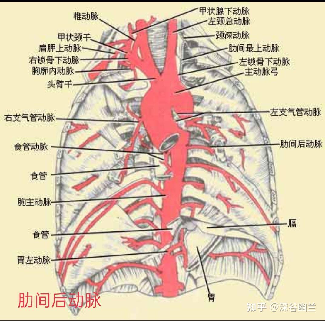 左膈下静脉图片