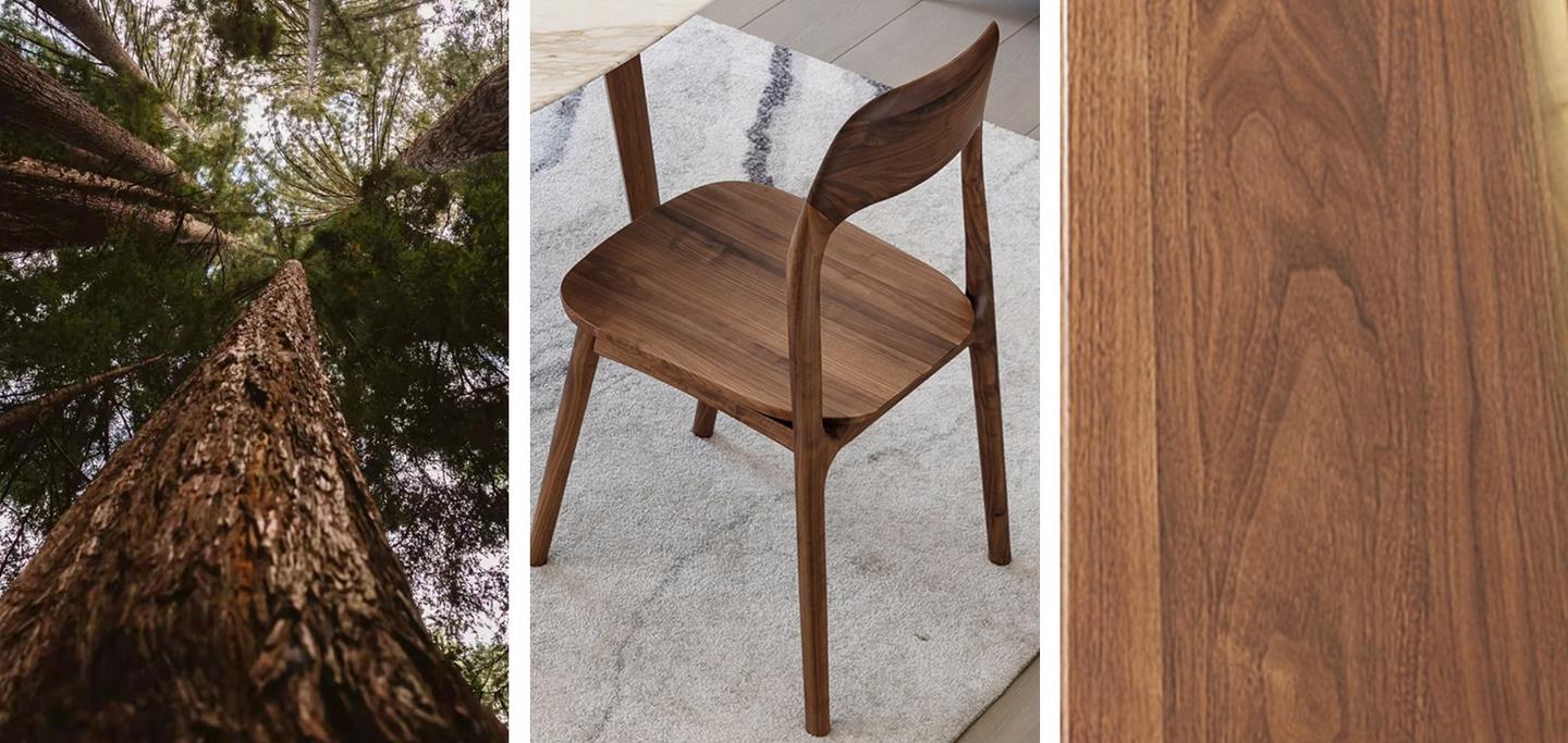 北美黑胡桃 生而高级 无需争宠 知乎