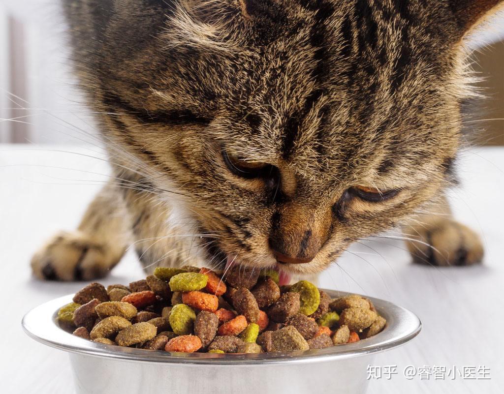 可爱小猫，宠物食品，小猫吃猫粮视频素材,特色美食视频素材下载,高清3840X2160视频素材下载,凌点视频素材网,编号:421223