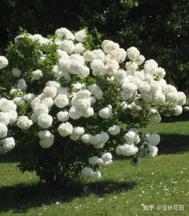 蓝妖欧洲木绣球夏天养护方法这3点是关键少一样都不行