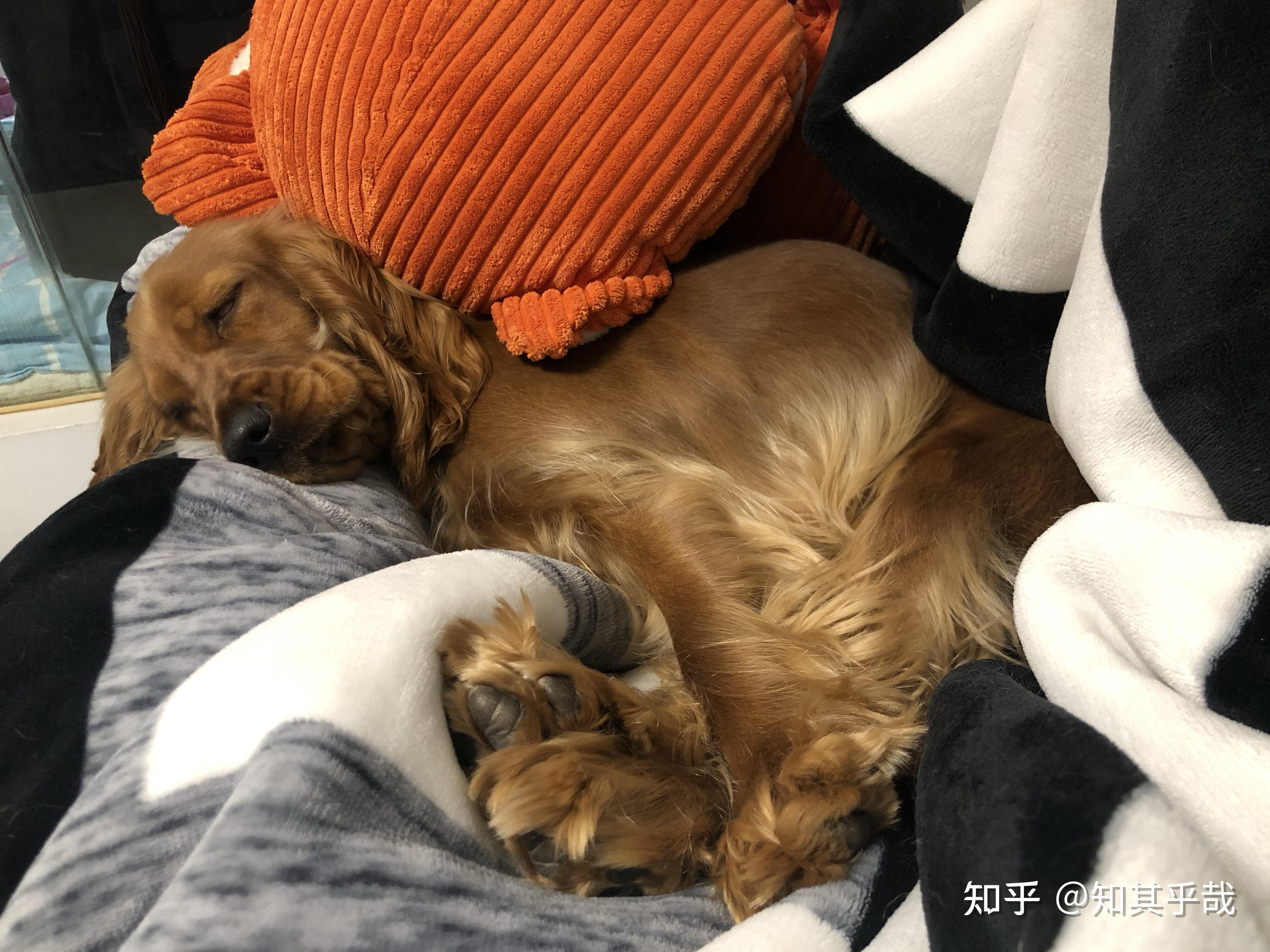 我家英国可卡从小到大的样子1