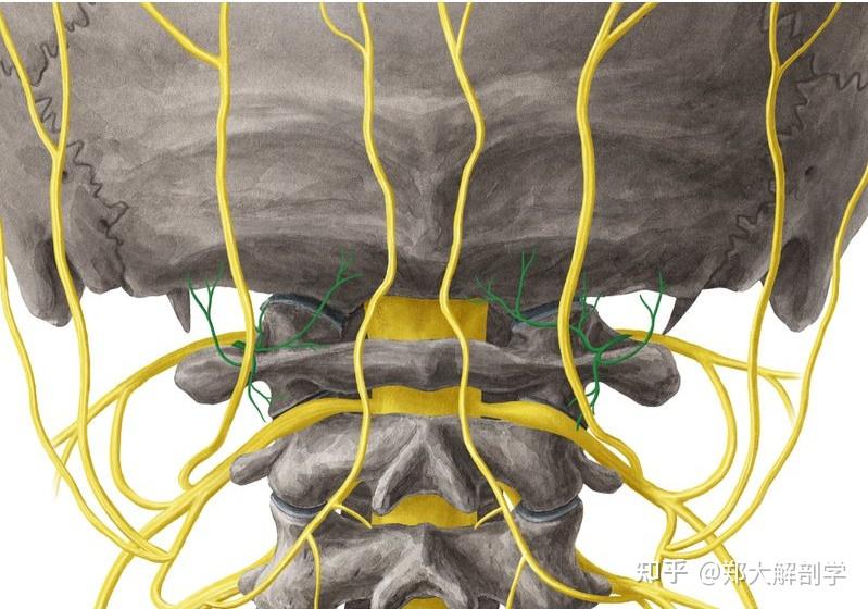 枕下神经走行枕下神经属于第1颈神经后支,该神经干自脊髓分出后,行于