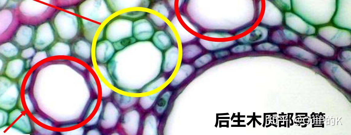 【植物学】【生物竞赛】根的初生结构 - 知乎