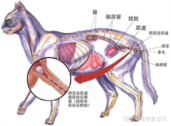 繁育人要知道的 猫的泌尿系统解剖结构 知乎