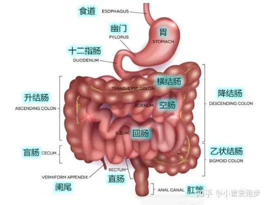 十二指肠解剖,你了解多少? - 知乎