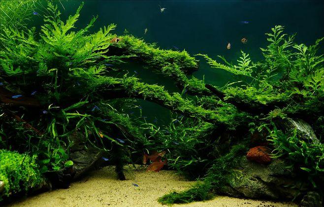 最全水草缸的造景方法 请查收 知乎 最全水草缸的造景方法 请查收 知乎