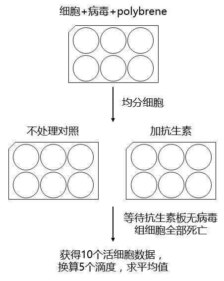 慢病毒滴度测定全攻略