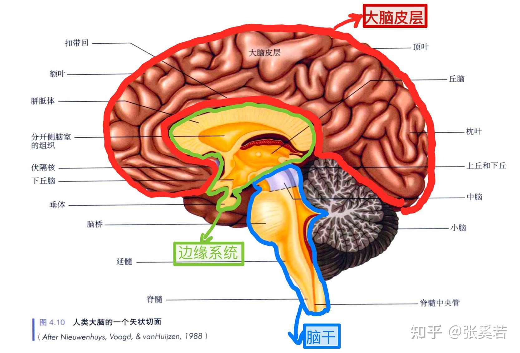 大脑皮层分层图片