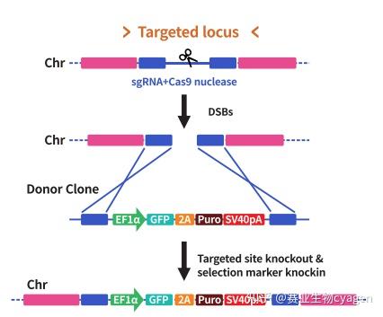 交叉互换基因图解图片