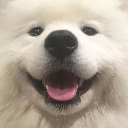 家里进贼萨摩耶笑得特开心来啦老弟