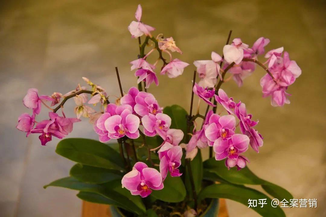 争创天府旅游名县|2023开年旅行,来华蓥赴一场冬日风雅之约