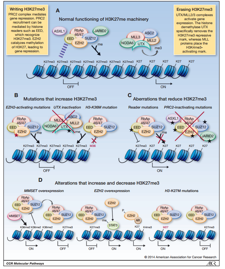 突破5000篇!H3K27me3如何影响癌症发展。 - 知乎