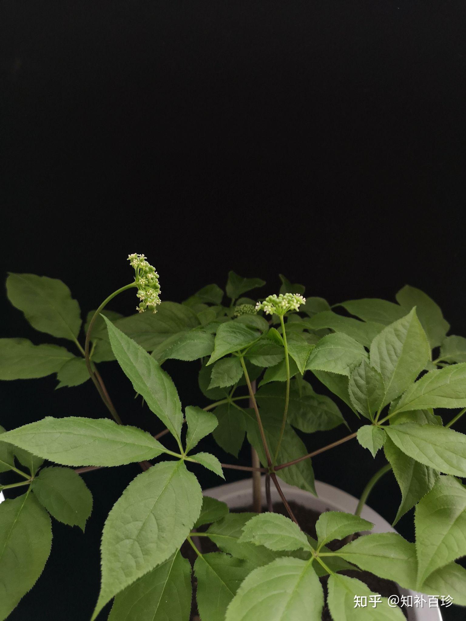 为什么人参叶补气作用不如人参