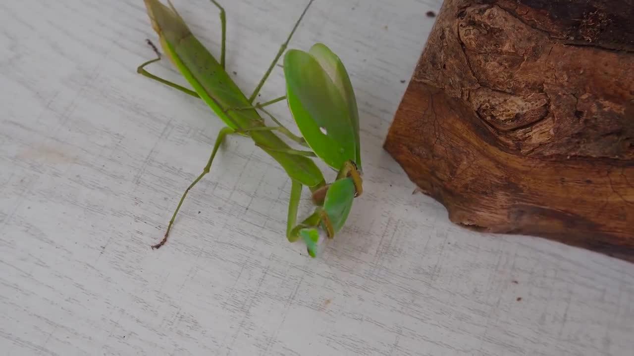 大刀螳螂是不是很厉害? - 知乎